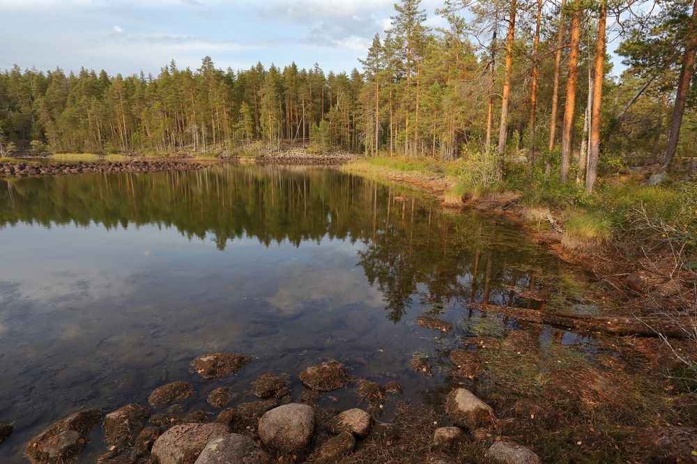Озовая гряда в Карелии. (3)