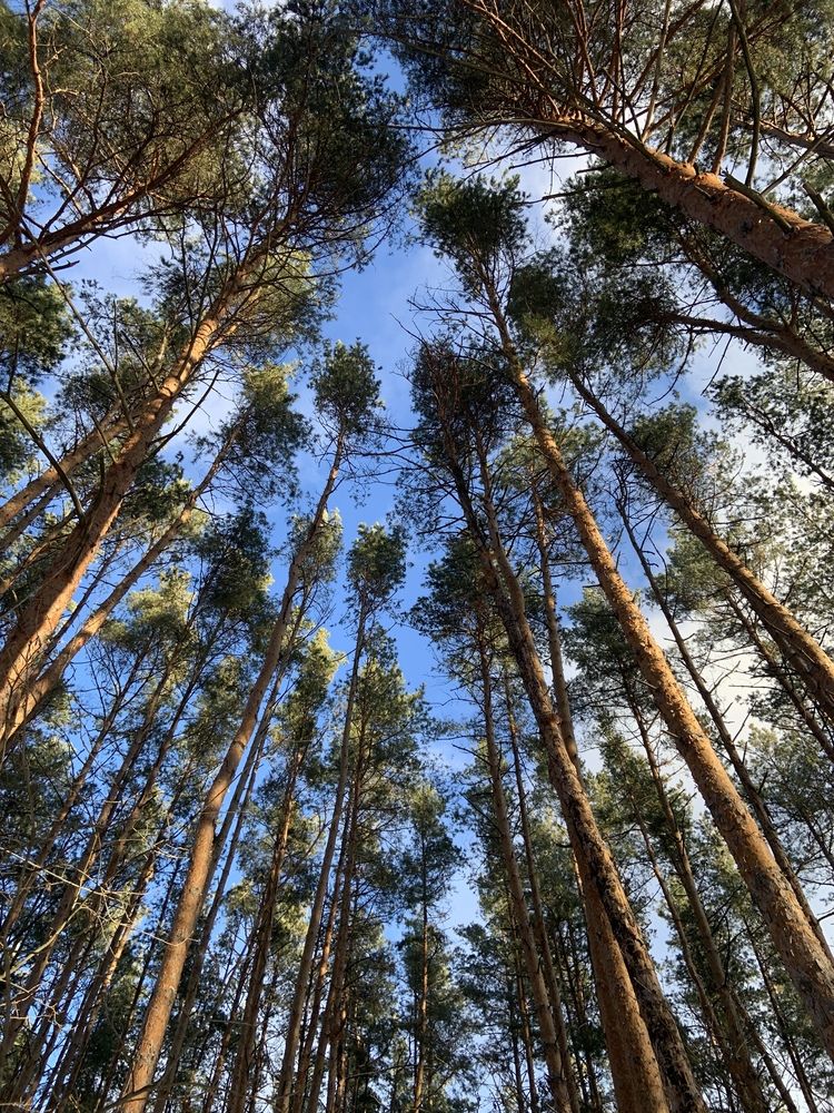 Сосновый лес (6)