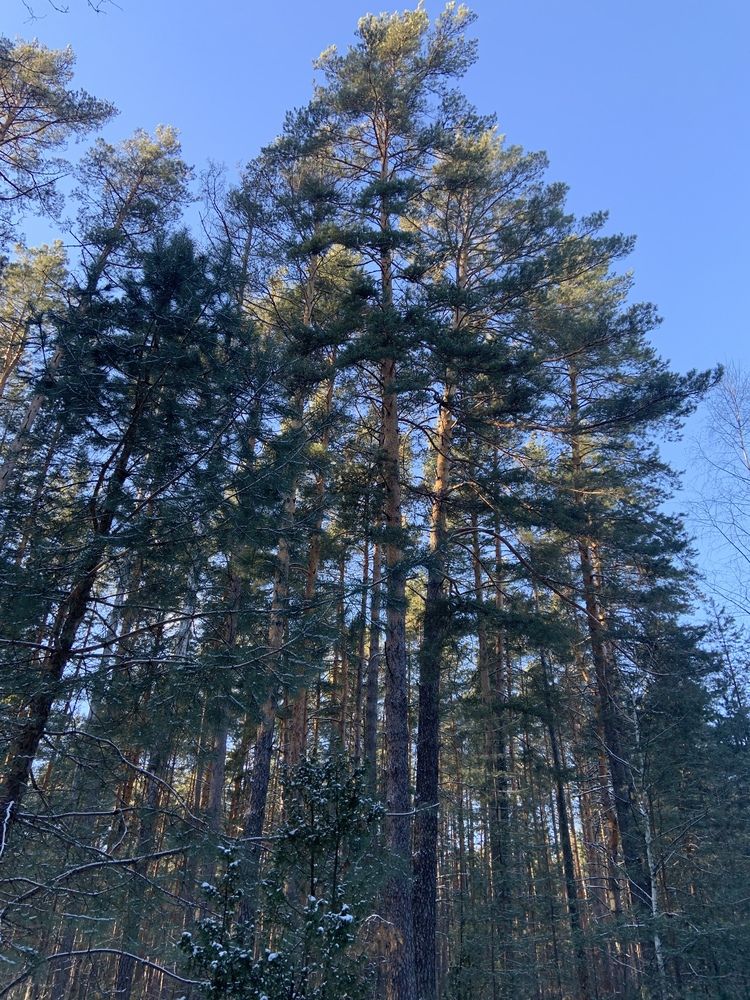 Сосновый лес (7)