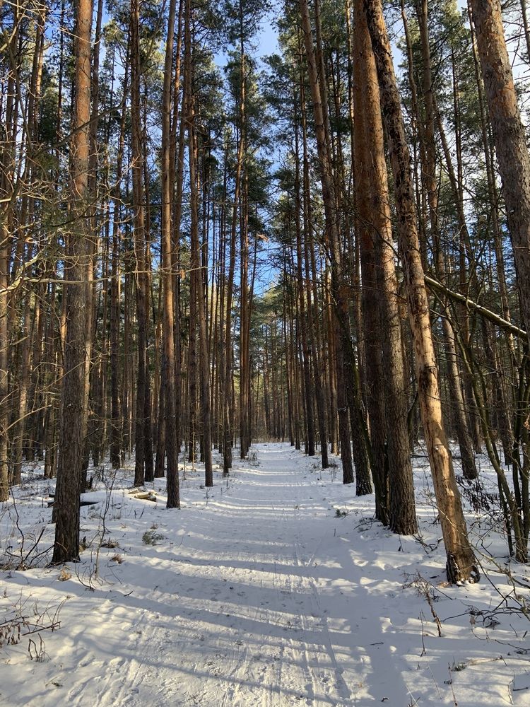 Сосновый лес (9)