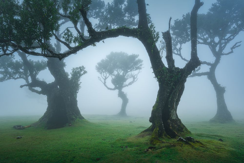 Twisted trees of Fanal forest (3)