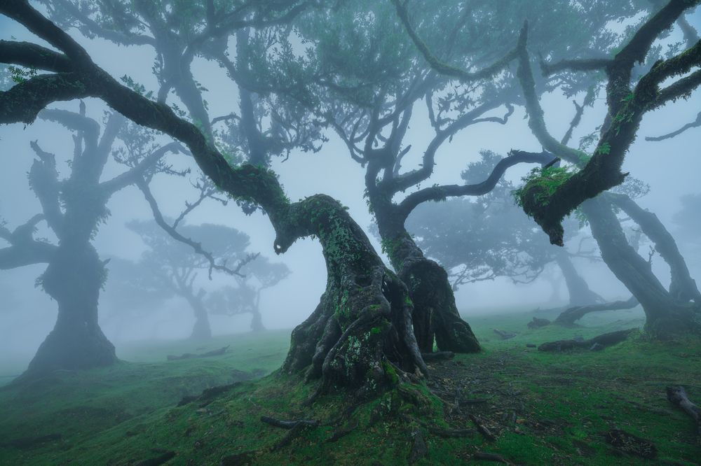 Twisted trees of Fanal forest (4)