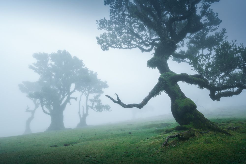 Twisted trees of Fanal forest (5)