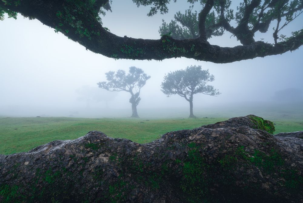 Twisted trees of Fanal forest (6)