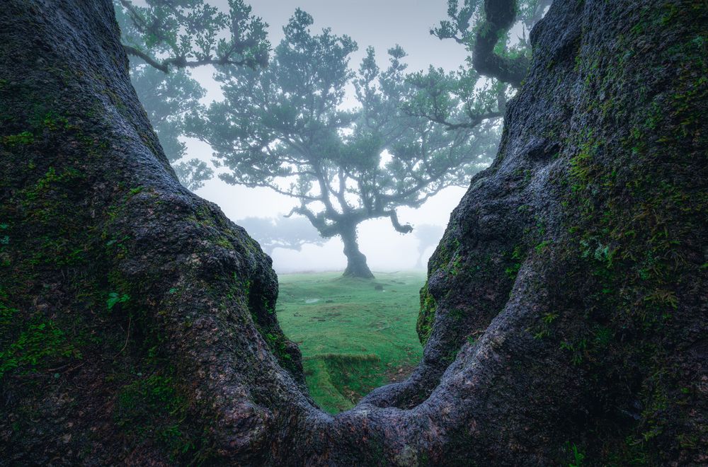 Twisted trees of Fanal forest (7)