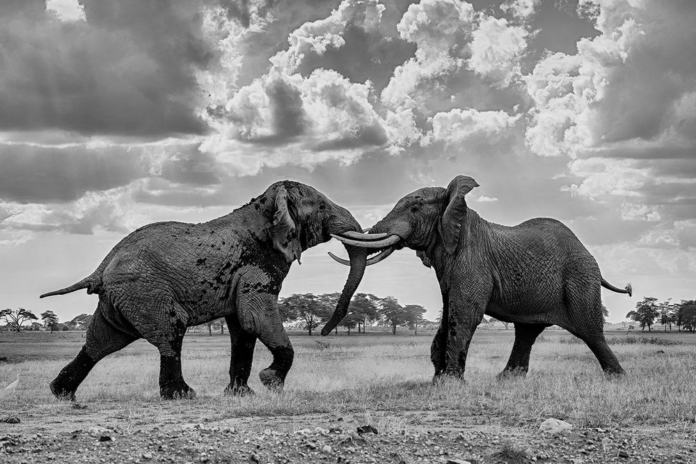 Power Unleashed: Elephants of Amboseli in full musth, a force of nature not to be challenged (2)