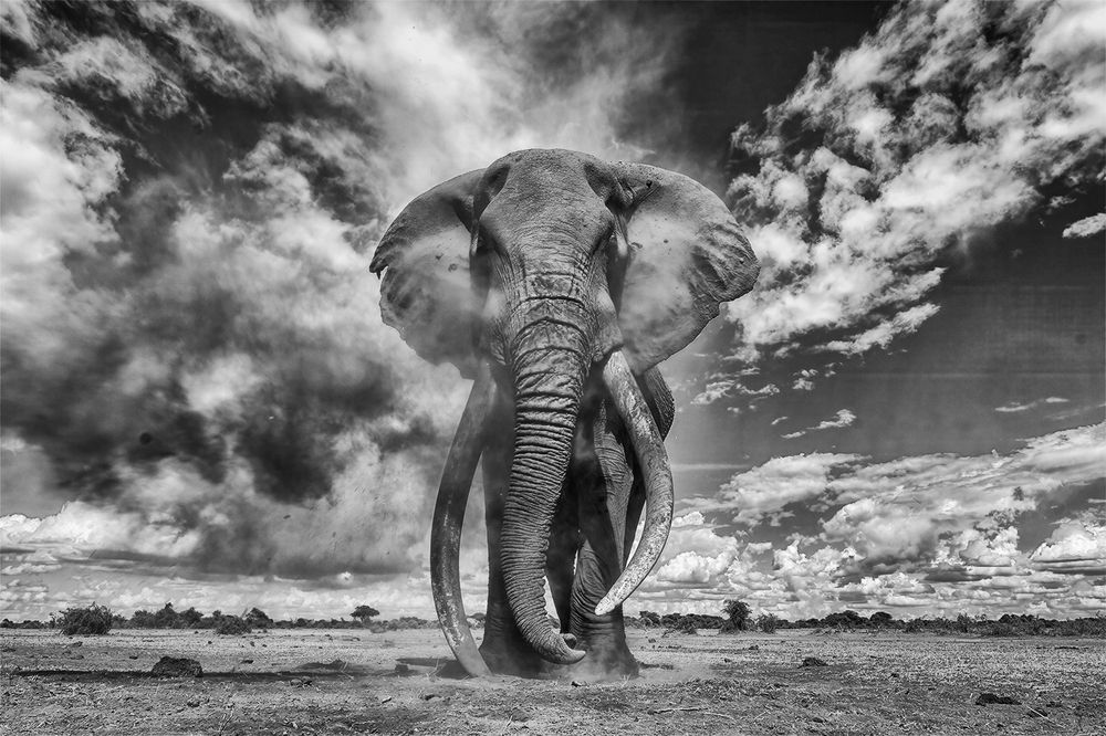 Power Unleashed: Elephants of Amboseli in full musth, a force of nature not to be challenged (3)
