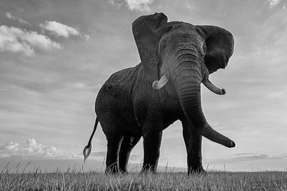 Power Unleashed: Elephants of Amboseli in full musth, a force of nature not to be challenged (4)