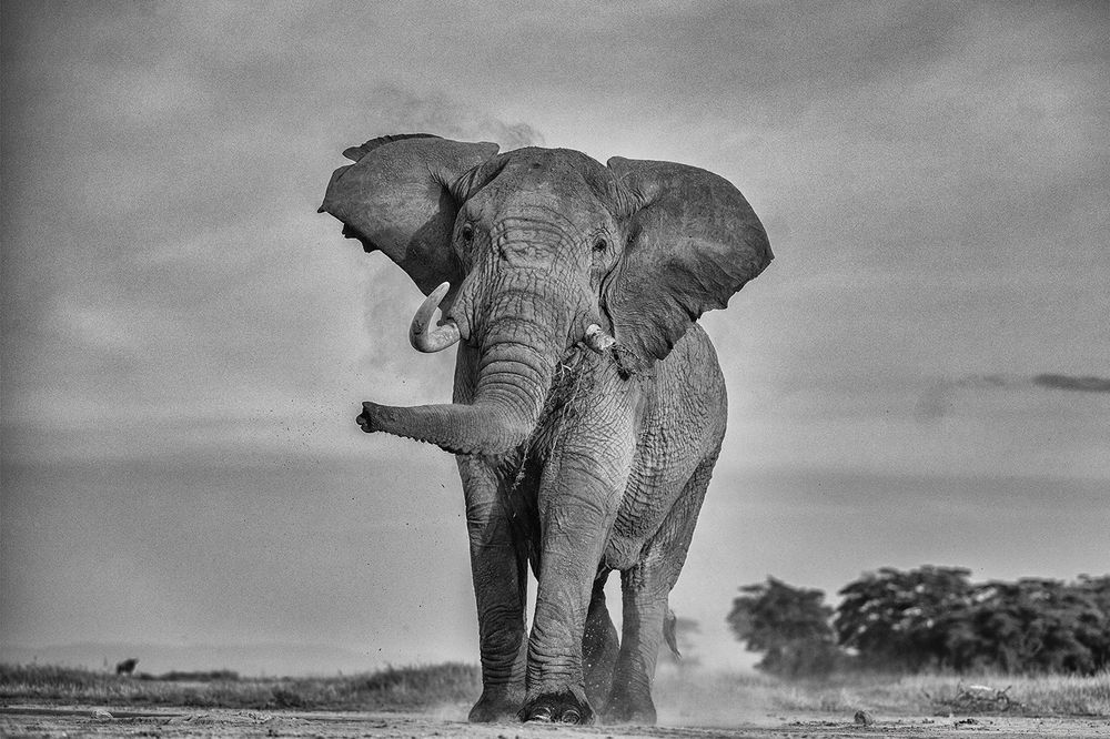 Power Unleashed: Elephants of Amboseli in full musth, a force of nature not to be challenged (5)