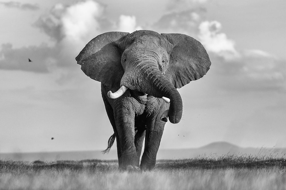 Power Unleashed: Elephants of Amboseli in full musth, a force of nature not to be challenged (6)
