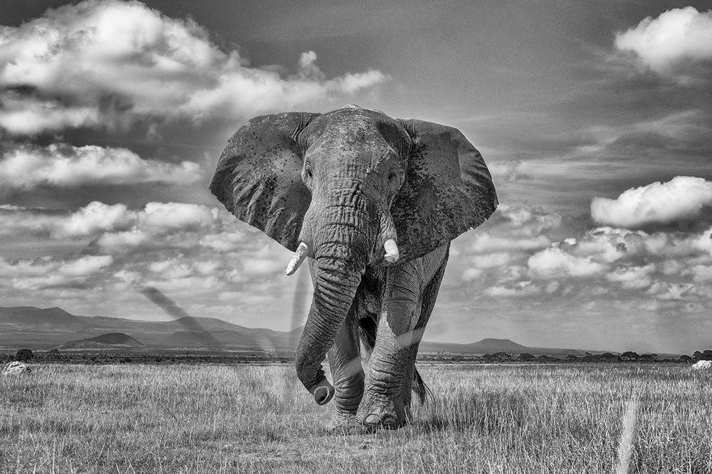 Power Unleashed: Elephants of Amboseli in full musth, a force of nature not to be challenged (7)