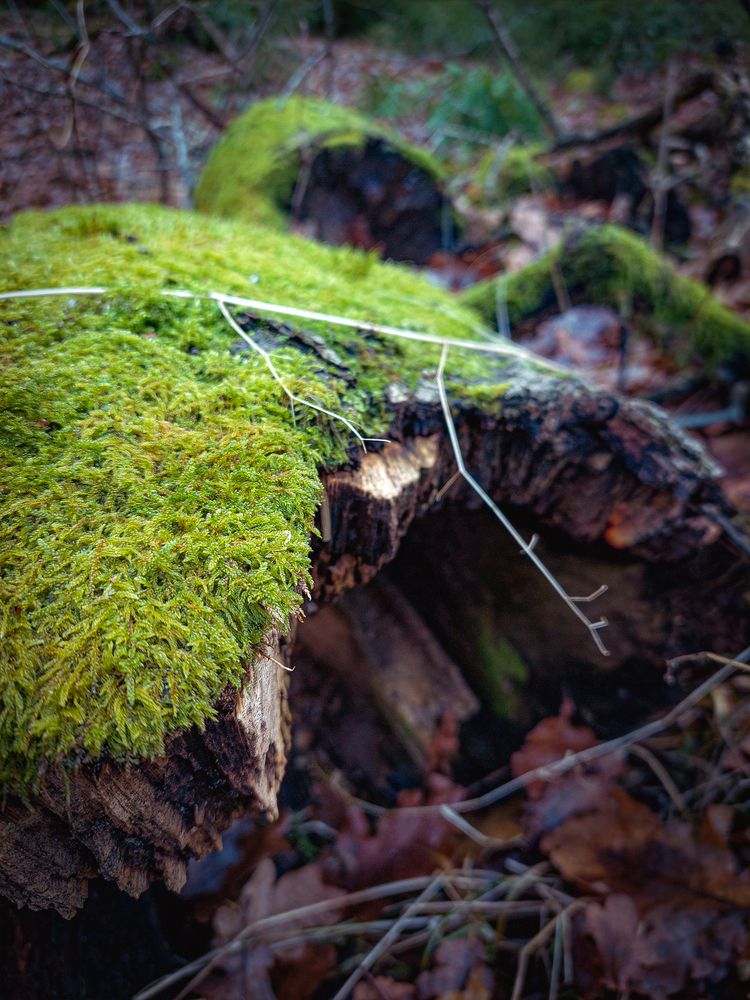Wooden world in details (5)