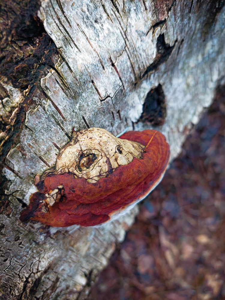 Wooden world in details (6)