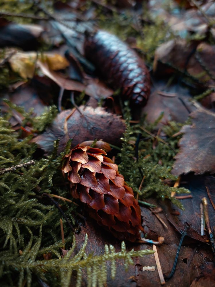 Wooden world in details (7)