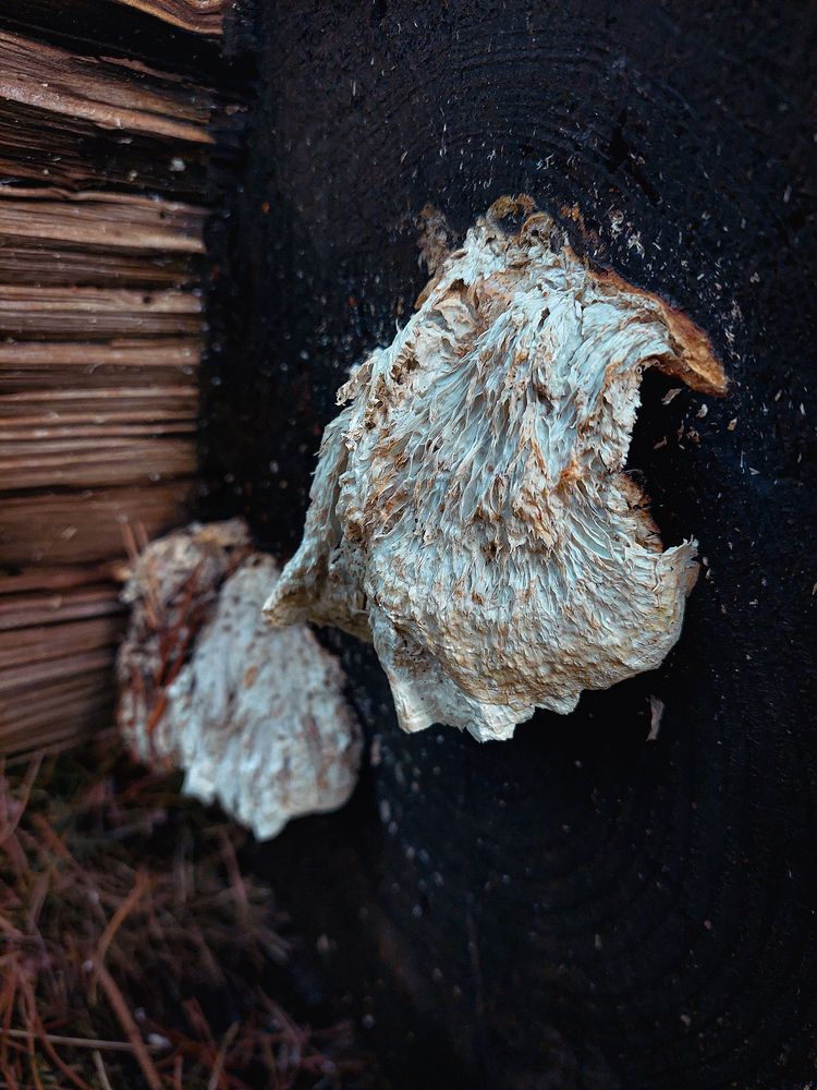Wooden world in details (8)