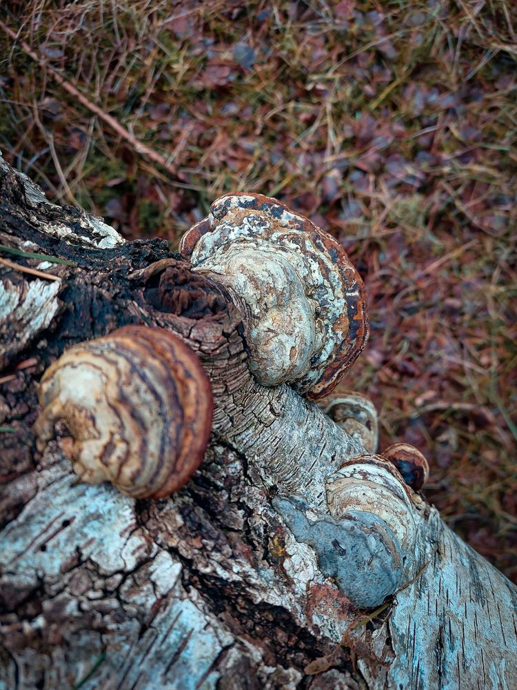 Wooden world in details (3)