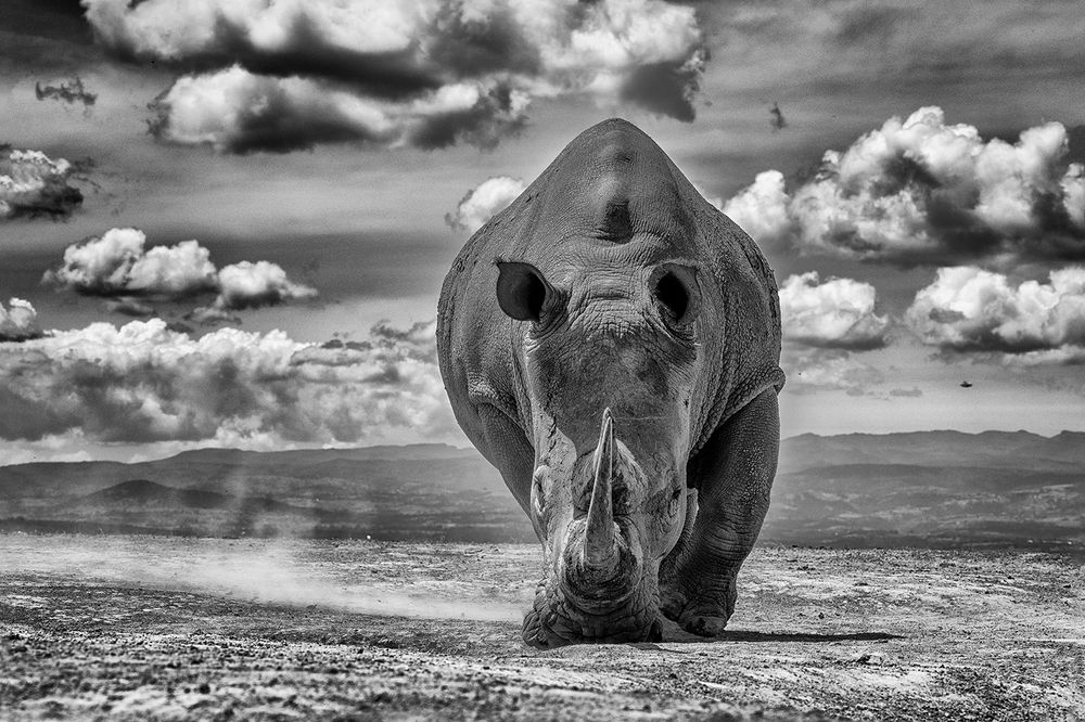 A Day in the Life of a Giant – Bonding with the Rhino (3)