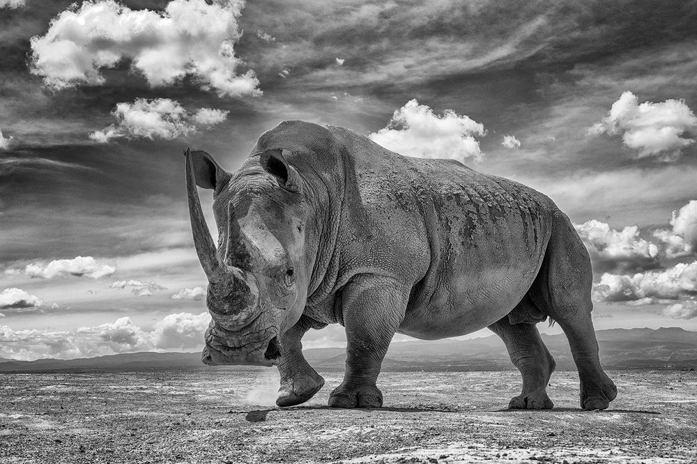 A Day in the Life of a Giant – Bonding with the Rhino (4)