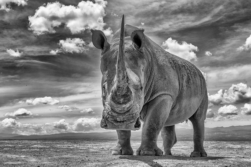A Day in the Life of a Giant – Bonding with the Rhino (5)