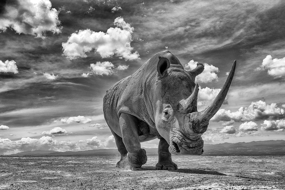 A Day in the Life of a Giant – Bonding with the Rhino (6)