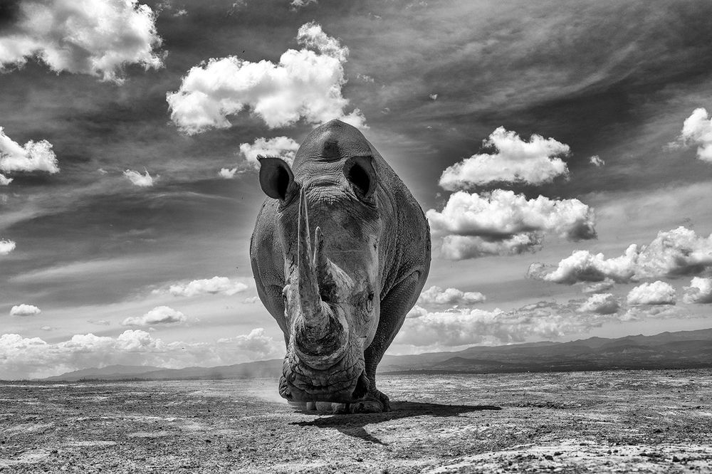 A Day in the Life of a Giant – Bonding with the Rhino (7)