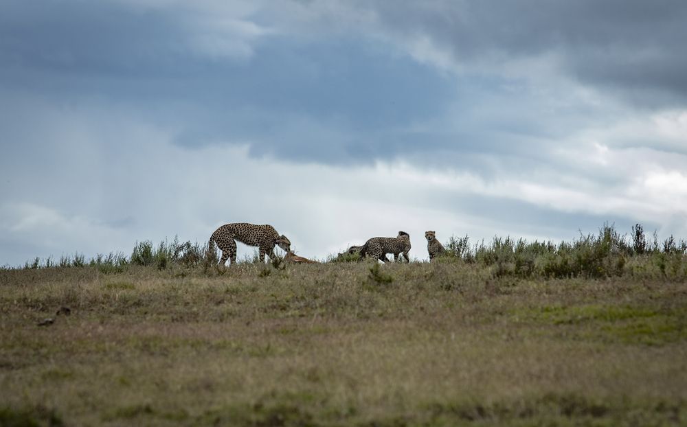Hunter lesson for leopard cubs (5)