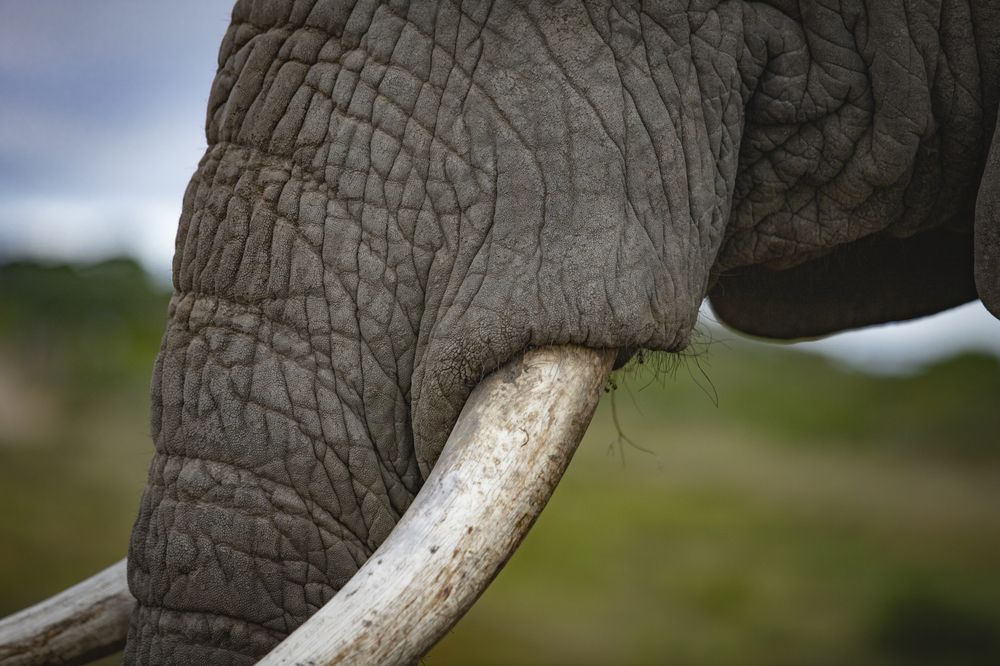 One of the "Great African Five" (3)