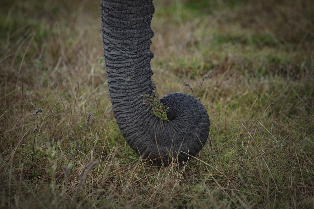 One of the "Great African Five" (4)