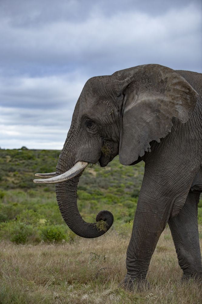 One of the "Great African Five" (5)