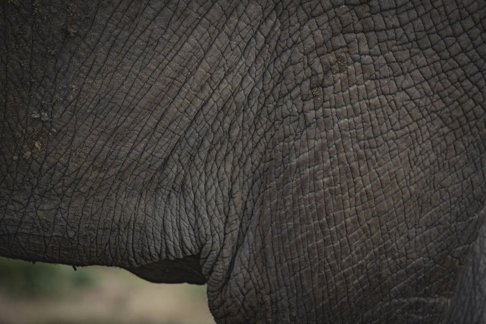 One of the "Great African Five" (6)