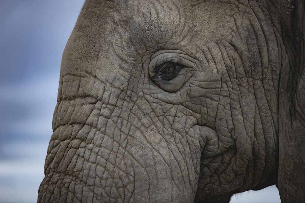 One of the "Great African Five" (7)