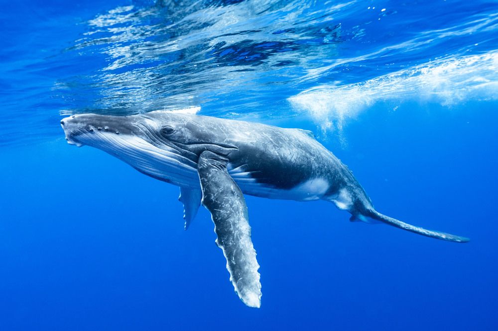 humpback whale (3)