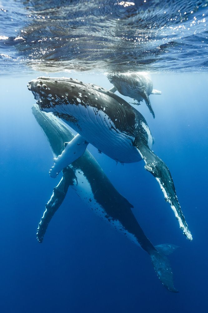 humpback whale (4)
