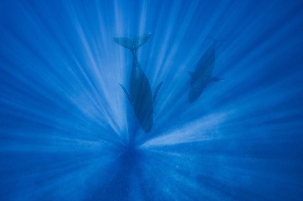 humpback whale (5)
