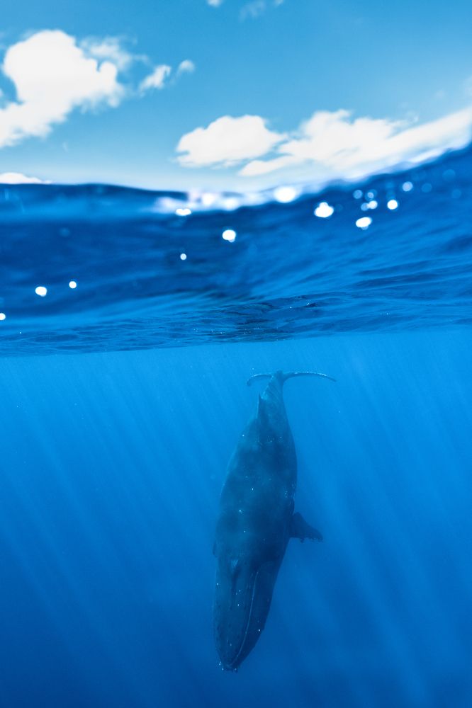 humpback whale (6)