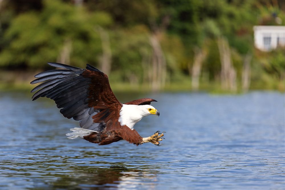 Wings Over Water – The Hunters of Lake Naivasha (3)