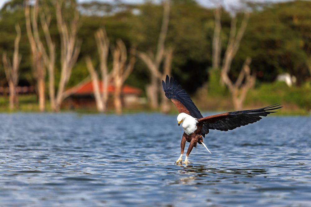 Wings Over Water – The Hunters of Lake Naivasha (4)