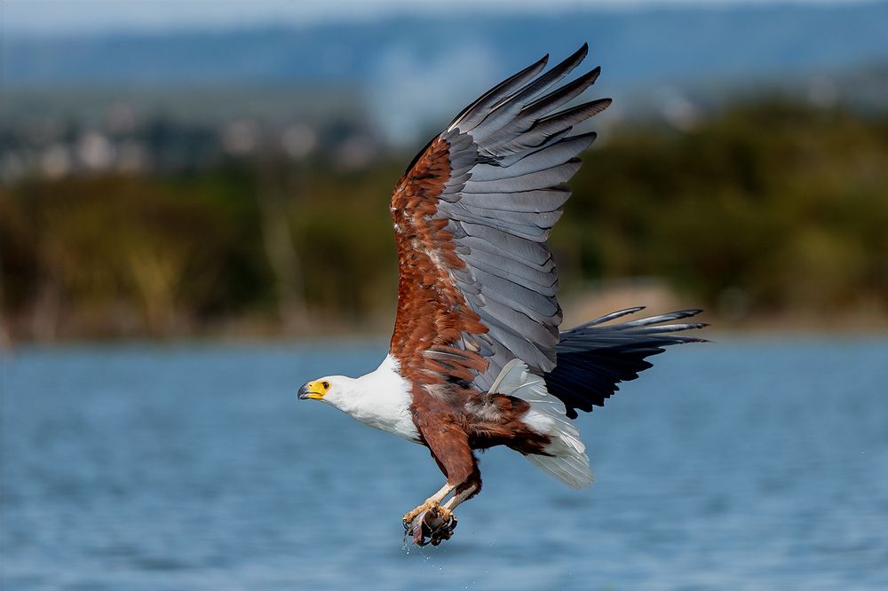 Wings Over Water – The Hunters of Lake Naivasha (5)