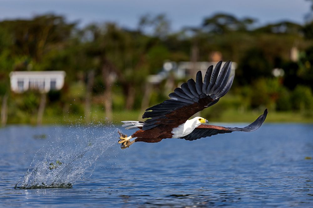 Wings Over Water – The Hunters of Lake Naivasha (6)