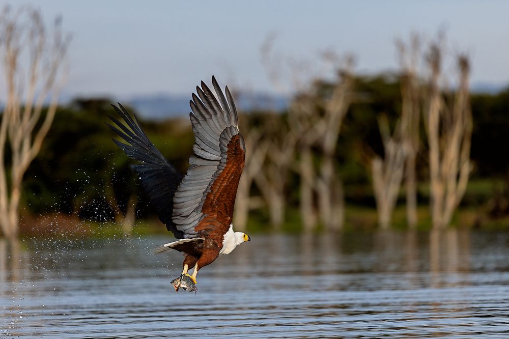 Wings Over Water – The Hunters of Lake Naivasha (7)