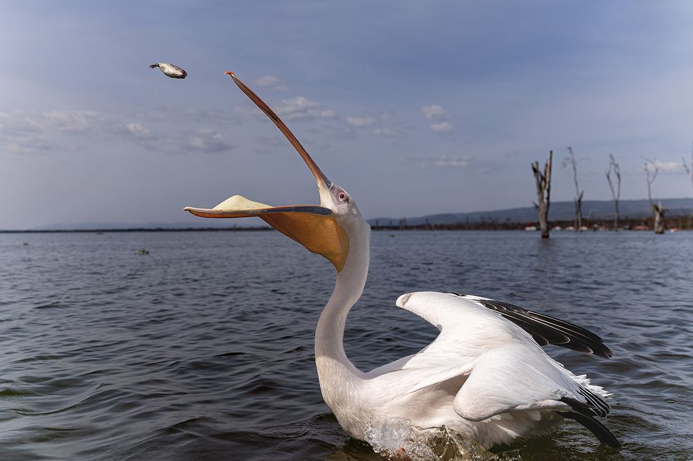 Wings Over Water – The Hunters of Lake Naivasha (8)