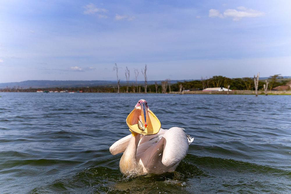 Wings Over Water – The Hunters of Lake Naivasha (9)
