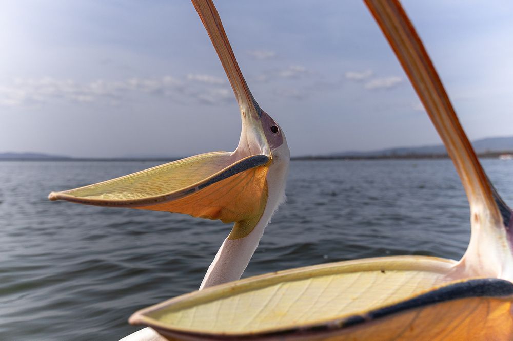 Wings Over Water – The Hunters of Lake Naivasha (10)