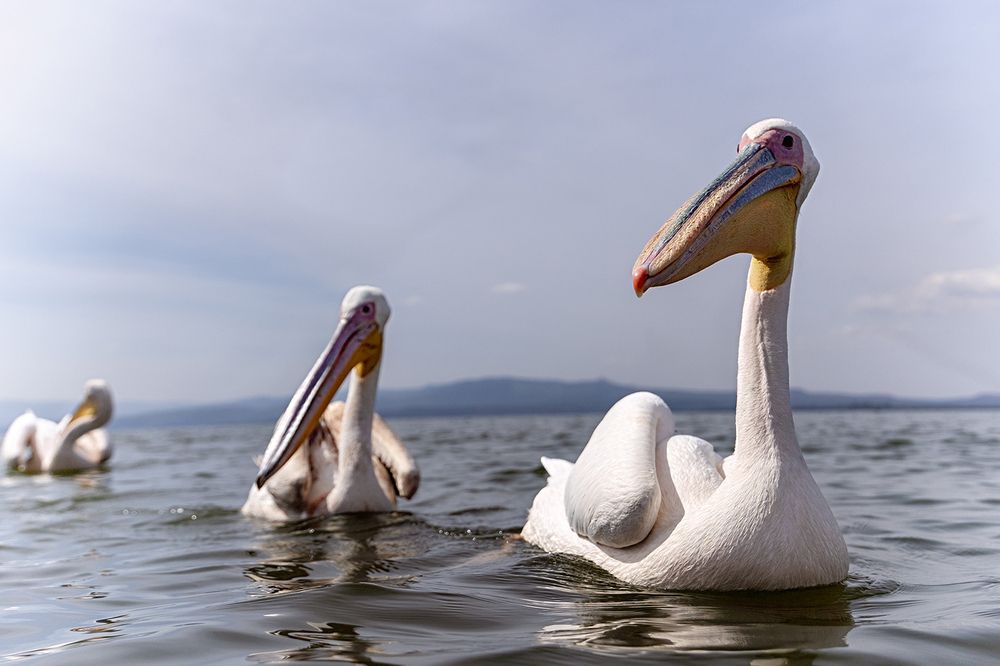 Wings Over Water – The Hunters of Lake Naivasha (11)
