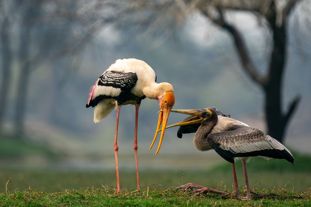 Feeding sequence of painted Stork (3)