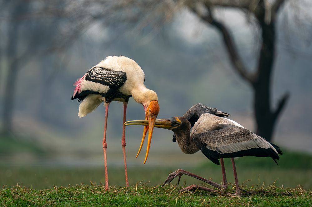 Feeding sequence of painted Stork (4)