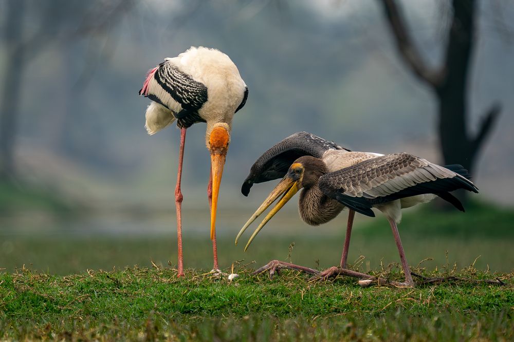 Feeding sequence of painted Stork (5)