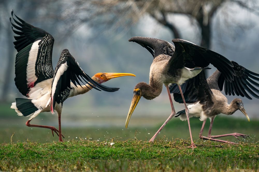Feeding sequence of painted Stork (6)