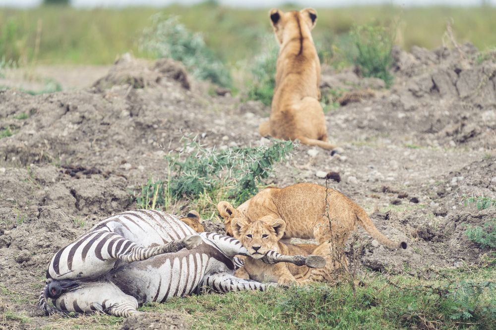 Family lunch time (3)
