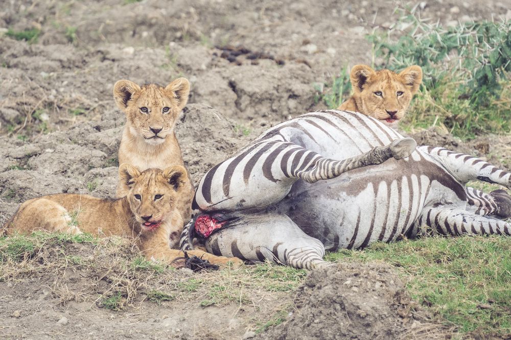Family lunch time (5)